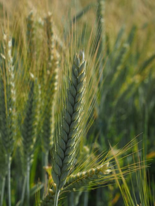 barley barley field cereals