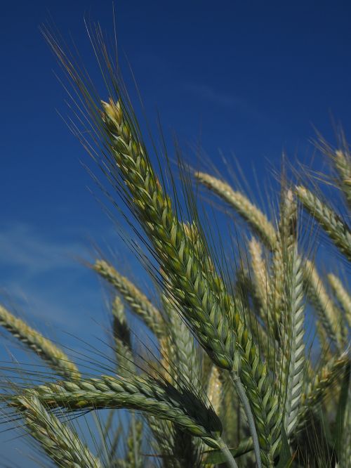 barley barley field cereals