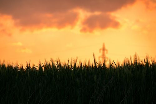 barley sunset barley field