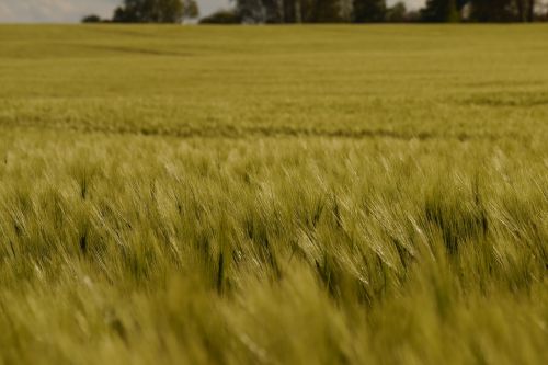 barley barley field arable