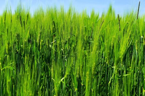 barley barley field agriculture