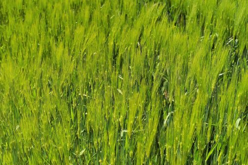 barley barley field agriculture