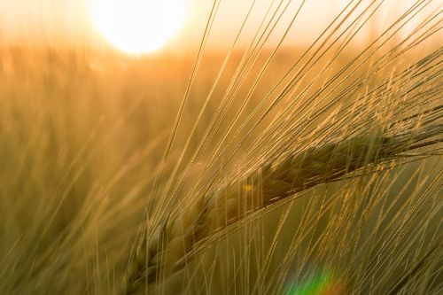 barley field ear