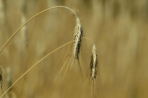 barley cereals spike