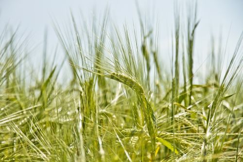 barley spicas grain