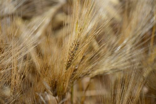 barley feed close cereal