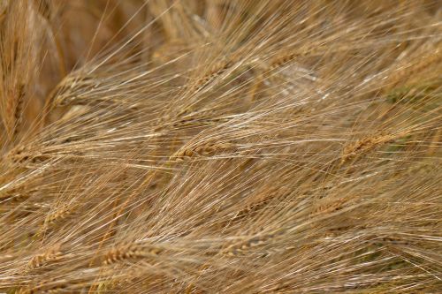 barley feed cereals field
