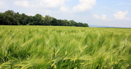 barley field barley cereals