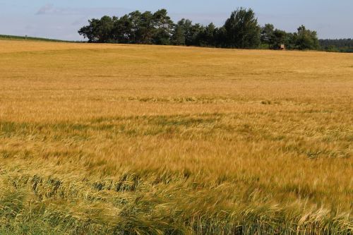 barley field summer nature