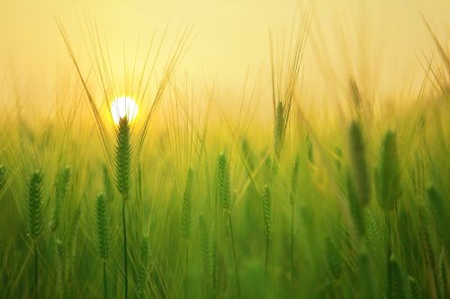 barley field sunrise morning