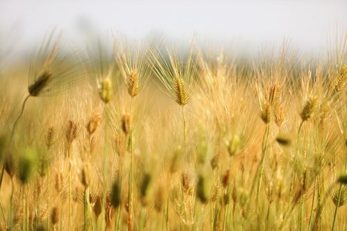 barley field landscape nature