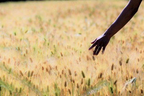 barley field landscape hand