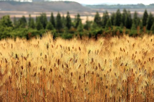 barley field landscape nature