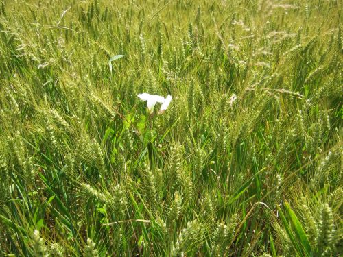 barley field vetch barley