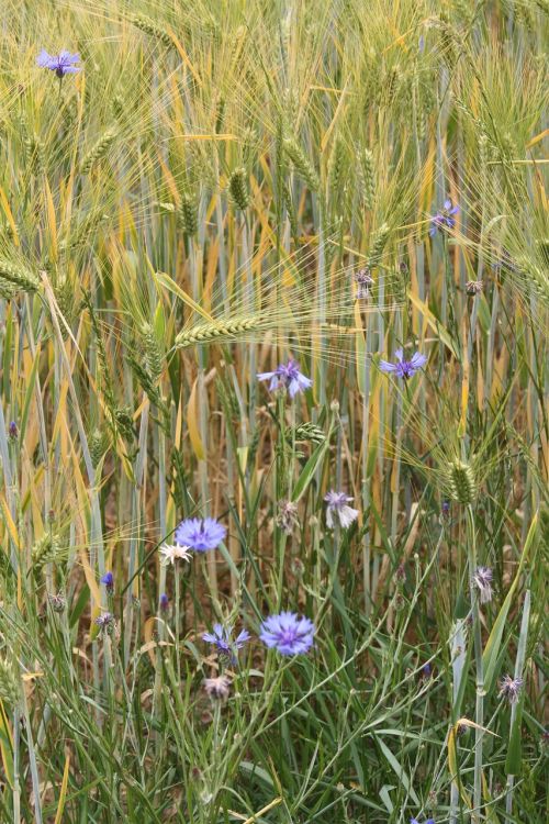 barley field barley cereals