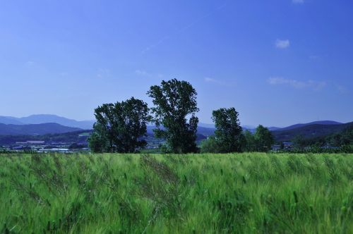 barley field rural landscape nature