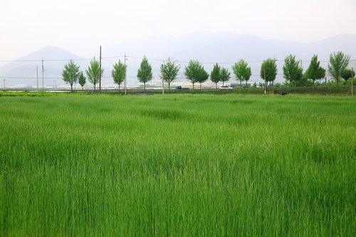 barley field  morning  landscape