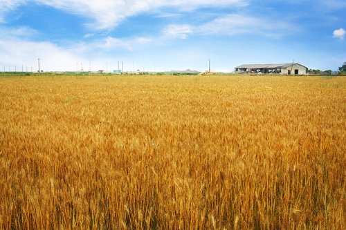 barley field  horizon  rural landscape