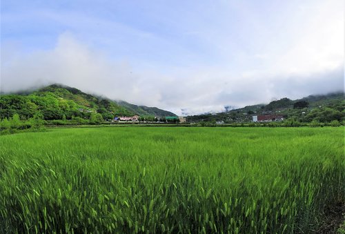 barley field  nature  landscape