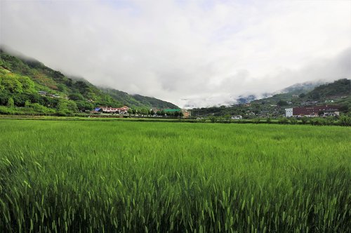 barley field  landscape  nature