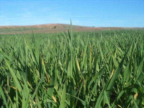 barley field daganzo madrid