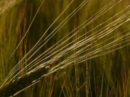 barley field barley cereals