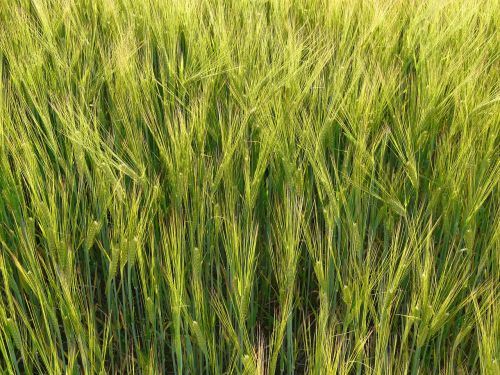 barley field barley cereals