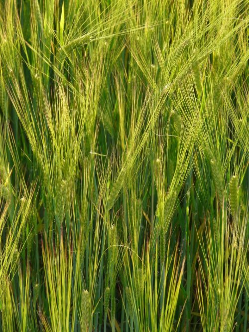 barley field barley cereals