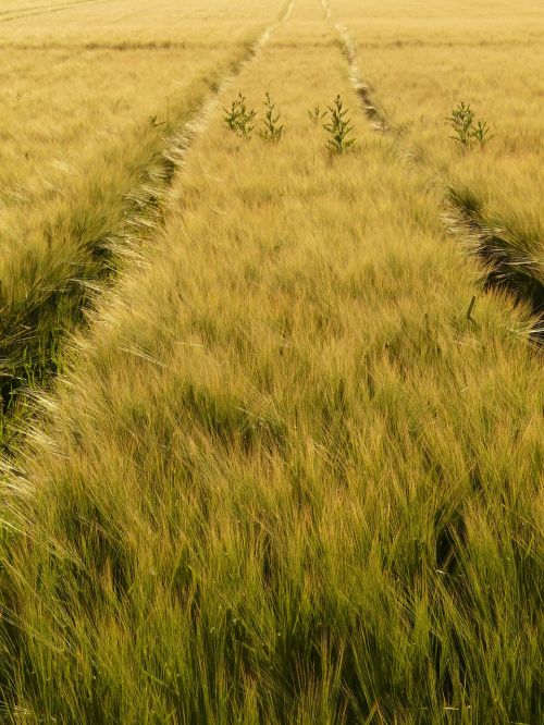 barley field away lane