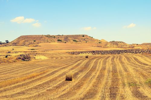 barley fields landscape agriculture