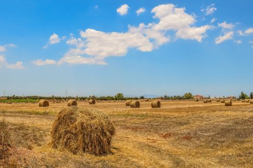 barley fields hay bales landscape