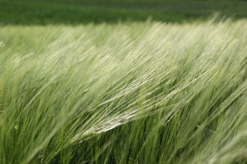 barley in the wind plant agriculture