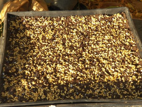 barley seeds health grain