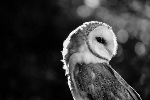 barn owl predator bird