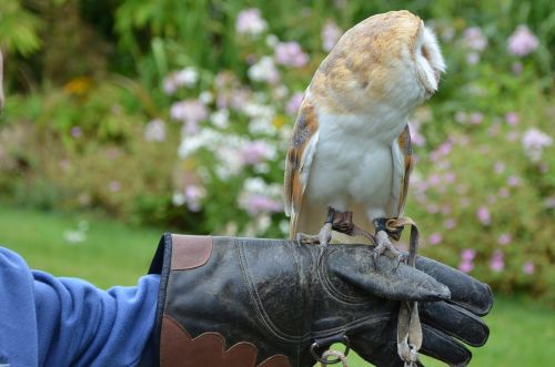 barn owl owl bird