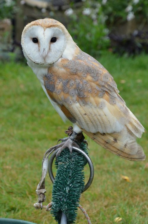 barn owl owl bird