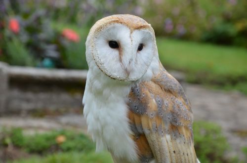 barn owl owl bird