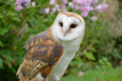 barn owl owl bird