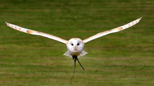 barn owl flying bird