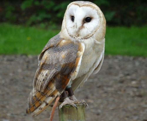 barn owl york wildlife park bird of prey