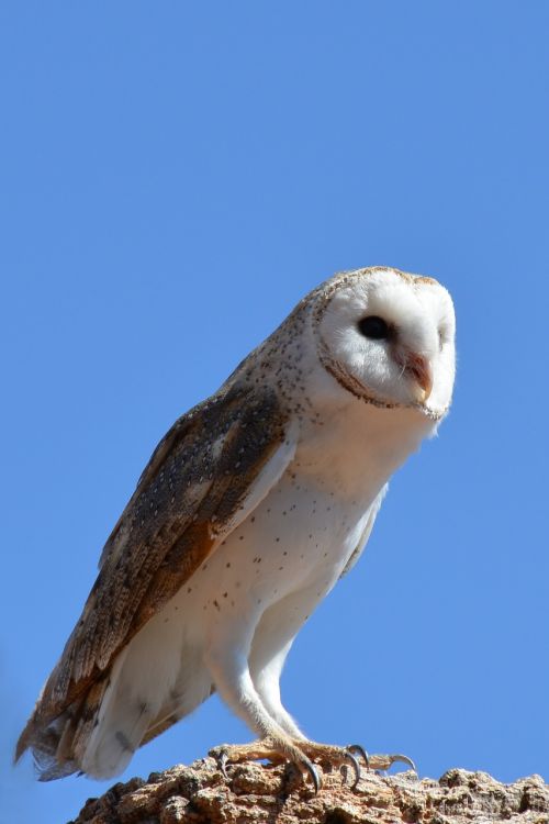 barn owl owl bird