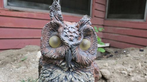 barn owl rough scary