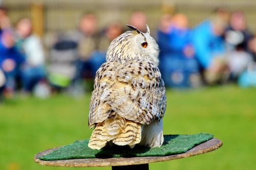barn owl owl raptor