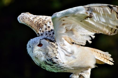 barn owl owl raptor