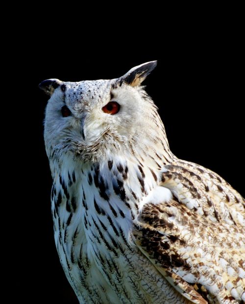 barn owl owl raptor