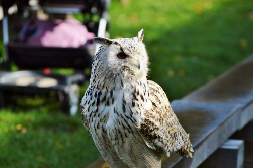 barn owl owl raptor