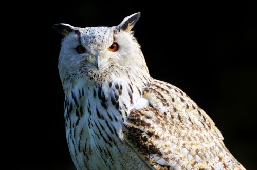 barn owl owl raptor