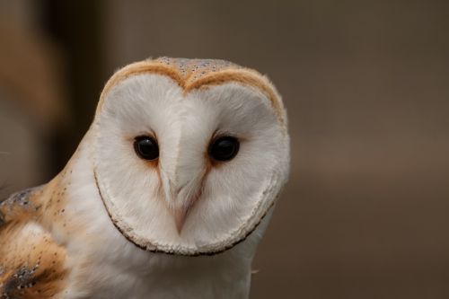 barn owl owl eyes