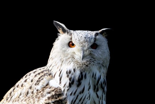 barn owl  owl  raptor