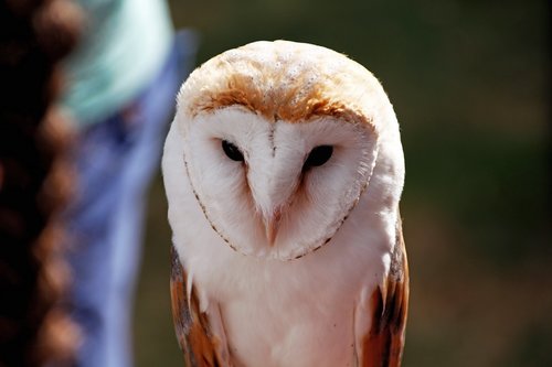 barn owl  owl  bird